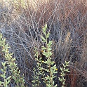 hazardia squarrosa